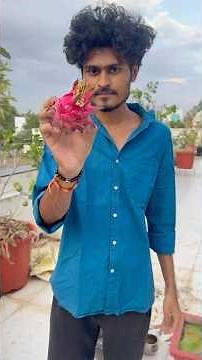 🐉 Harvesting Dragon Fruit from My Sister’s Terrace Garden | Sweet Taste & Grandma Memories ❤️🌱