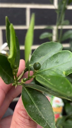 Flexing my lemon tree#garden