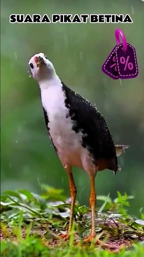SUARA PIKAT RUAK-RUAK BETINA #youtubeshorts #videoshorts