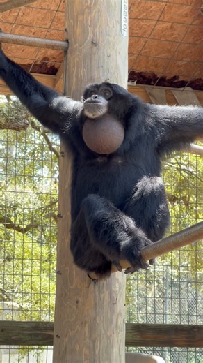 Sounds of siamangs.. #siamang #primate #ape #animals #sanctuary #cuteanimals | Animal Preservation & Education Sanctuary - A.P.E.S