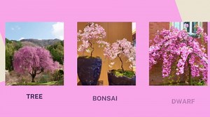 Weeping Cherry Blossom Seed - Japanese Flowering Cherry Blossom Dwarf -Pink Flowering Tree, 20 Sakura Bonsai Seeds