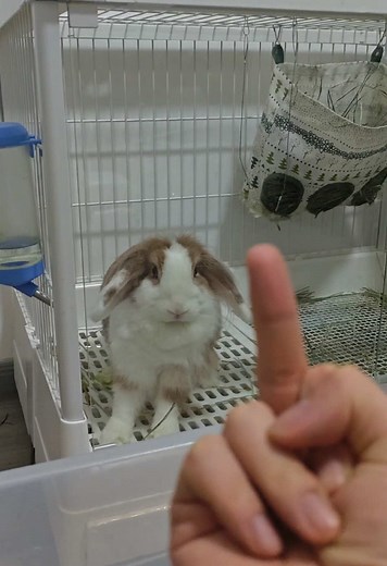 Me.Rabbit: A Hilariously Angry Bunny