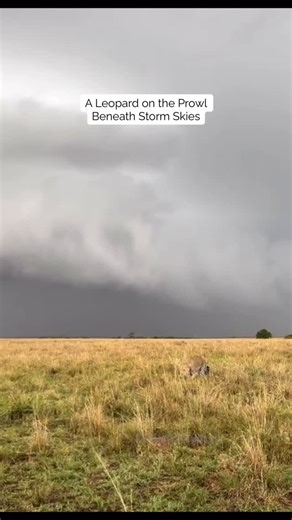 A leopard moving through the open plains beneath heavy storm clouds one of those rare moments where landscape and predator feel perfectly in sync. 🎥 @lennykoshal At first, the posture says hunt: low, deliberate, alert. Then something shifts. The tension eases, the stalk dissolves, and the leopard slips into an unhurried walk, reminding us how fluid and calculated their movements really are. In the Maasai Mara National Reserve, moments like this are never rushed. Predators read the land, the wea