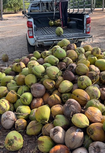 How to Extract Coconut Meat Efficiently