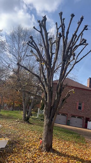 Hello, I cut trees all the way down or trimming trees. My phone number 615-522-1690 thank you | Youssef Landscaping | Facebook