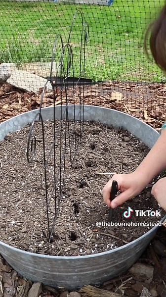 Bushing garden beans do really well in this container and Im able to grow so many! I’m excited to try the yellow wax beans this year. 💛💜 SEED VARIETIES: 🫘 Cherokee Yellow Wax Beans - American Seed (Dollar Tree) 🫘 Royal Burgundy Bush Garden Bean - Fruition Seeds #2024garden #zone6 #zone7 #thebournehomestead #seedstarting #greenbeans #gardenbeans