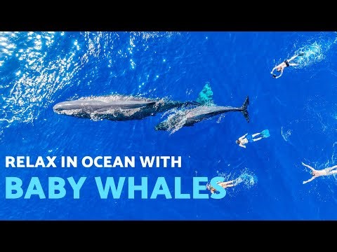 Baby Whale Sound in the Ocean | Playful Music and Relaxation