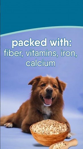 Can Dogs Eat Oats or Oatmeal? | Pawfectly Made