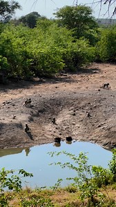 The Mashatu Lodge waterhole is where the vibrant energy of nature comes alive! 🐒Just like these bustling baboons, ready to seize the day, their energy mirrors the start of a new and vibrant week! Have you witnessed a troop of baboons while lounging and overlooking the waterhole at Mashatu Lodge? 👀#mashatugamereserve #mashatulodge #baboons #waterhole #sightings #newweek | Mashatu Game Reserve