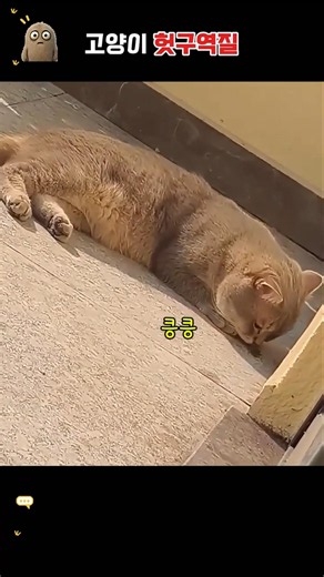 고양이가 헛구역질 한 이유는