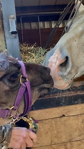 6.6K views · 834 reactions | Weebee the stallion and Dash the rescue...