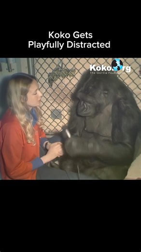 Koko's curiosity and playfulness sometimes delayed the game. But, like her use of language, this offered a glimpse into Koko's inner world. | Koko & The Gorilla Foundation