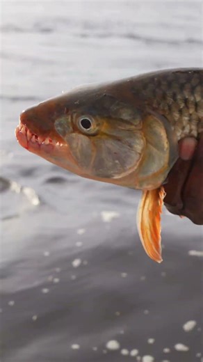 Hooking One of Africa’s Wildest Fish