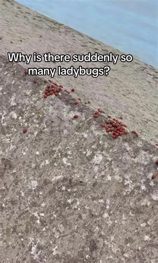 Ladybird Invasion at Clacton Beach Explained