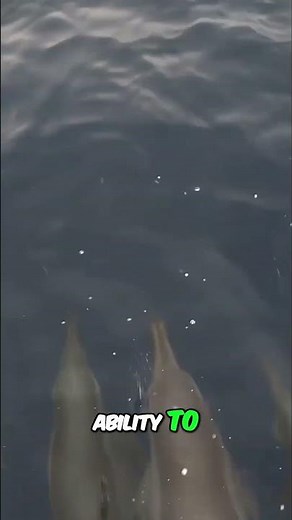 Dolphin Brains: Smarter Than You Think! 🐬🤯 #dolphin #intelligence