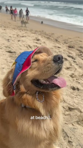 Some dogs do love water 🌊🏝️✨🐾 #youtube #goldenretriever #2026 #puppy