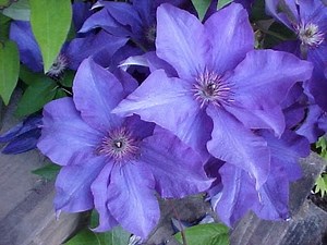 How To Grow Clematis In A Container