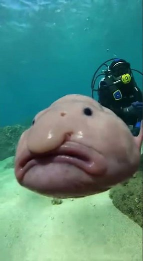Blobfish vs. Diver: The Showdown of the Century #Friendship #BestFriends #blobfish #OceanHumor #D...