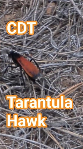 Continental Divide Trail - Day 13: Tarantula Hawk on the Gila Alternate