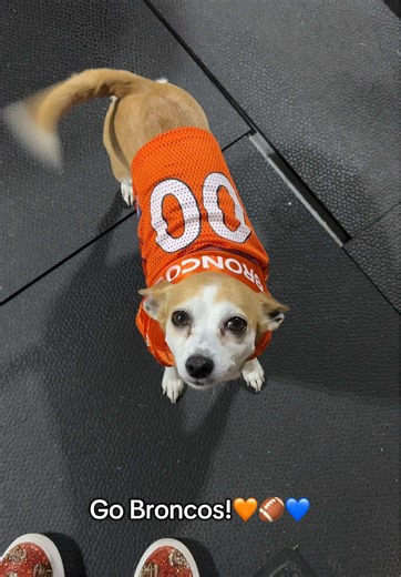 Game Day Dog Outfits: Get Ready with Bella!