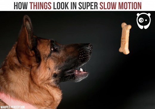 2.1M views · 61K reactions | How things look in super slow motion Video by Warped Perception | Bored Panda Art | Facebook