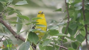 609K views · 12K reactions | amazing calls of 100 bird species. ☕ SOUND on and enjoy chirping Nature.  #China #nature #birds #wildlife #travel #peace #beauty #beautiful #love | Lin hillside | Facebook