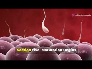 The Fascinating Journey of Oogenesis: From Oogonia to Ovum #biology #neet #education #physiology