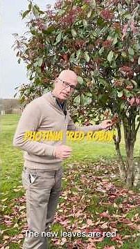 Photinia 'Red Robin'