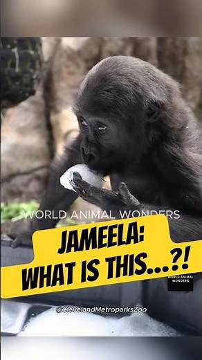 Keeping Up With Jameela (And Her Siblings!)❤️
