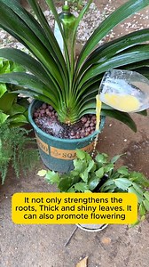 Tips for growing Clivia that always thrives #garden #gardening #plants #planting #planthacks | Daily Garden Life