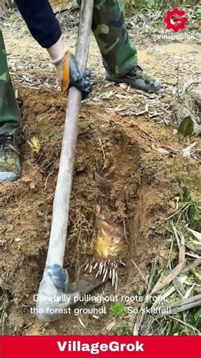 Digging Up Bamboo Shoots: Harvesting in the Forest