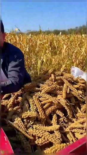 Foxtail millet has the potential to become a staple food substitute for rice.