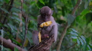 Wild Monkeys In tropical Islands of Thailand