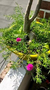 80K views · 1.4K reactions | FERTILIZANTE CASERO DE SÁBILA  #fertilizantesorganicos #sabila #trucos #recetas #aloeveragel #AloeVera #fertilizantesnaturales #fertilizanteorganico #fertilizantes #sabila #plants #plantshelfie #gardendesign #gardeninspiration #garden Semillitas de Angélica Ogaza | Semillitas de Angélica Ogaza | Facebook