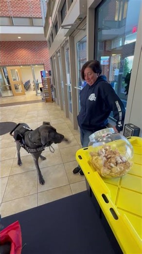 Guide Dog Training Session in a Public Space