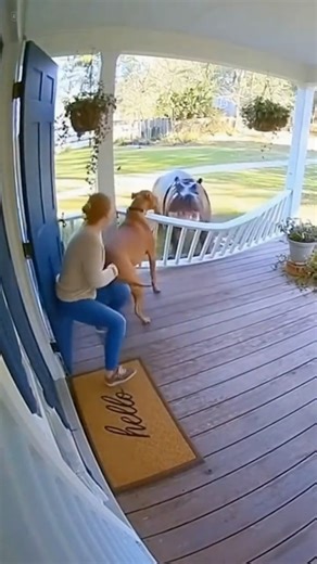 Massive Bison Charges Porch — Hero Dog Steps In!😱😱😱😱😱😱