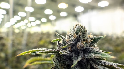 Is weed legal in Florida and will marijuana be on the 2026 ballot?