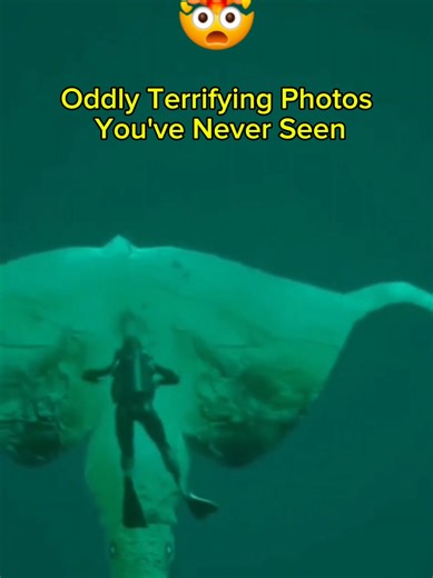 Oddly Terrifying Photos You Must See Today