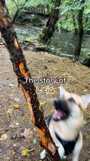 The story of Leia… so far | LeiasLife