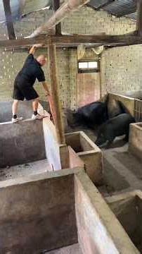 How to Safely Load Piglets Into a Truck Without Stress or Injury