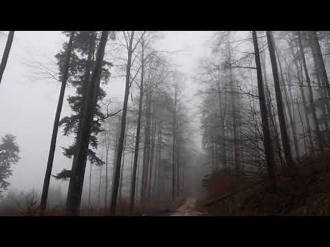 Relaxing Virtual Drive Through Foggy Forest / 1 Hour Rain Sound on Car Roof