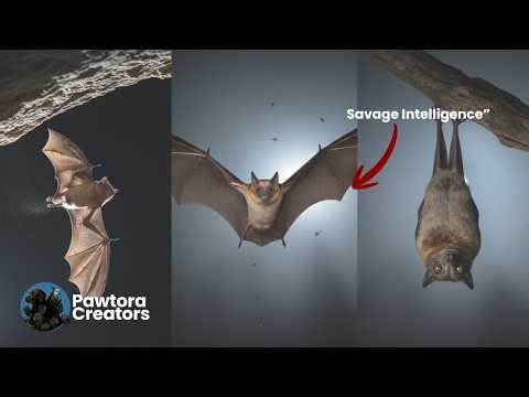 Bat The Creature That Hangs Upside Down!