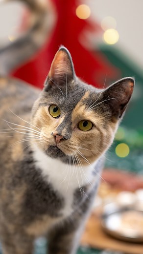 COMMENT FAIRE UN PLATEAU DE CHAT-RCUTERIE? 😻 Parce que les minous aussi ont le droit à un repas des Fêtes, voici notre plateau de charcuterie revisité à préparer pour votre chat. Vous aurez besoin de : - 1 sac de gâteries au fromage de chèvre @bigcountryraw - 1 sac de gâteries tendres et croquantes formule santé dentaire pour chats @petstory - 1 sac de bâtonnets à la viande avec saumon Petstory - 1 sac de gâteries séchées à froid à la dinde pour chats @purebites - 1 sac de gâteries crémeuses Cr