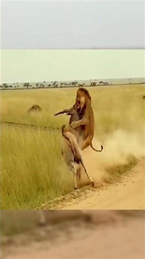 Stunning Wildlife Scene Male Lion Hunts And Drops A Huge Eland