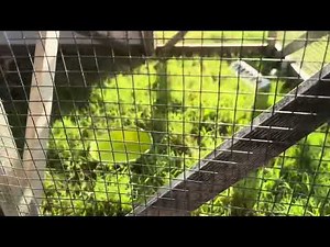 🛠 Ultimate 19-Gauge Hardware Cloth | 1/2” Galvanized Mesh Roll for Garden & Pest Control