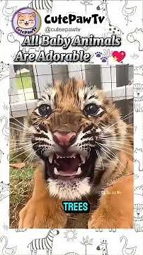 All Baby Animals Are Adorable