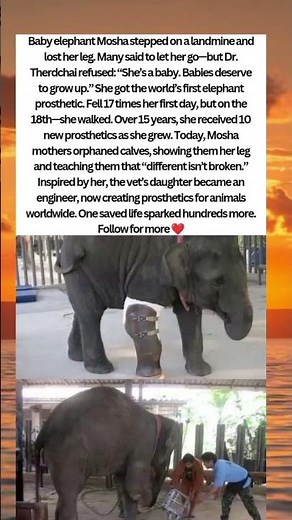 Mosha – The Baby Elephant Who Changed the World 🐘💖