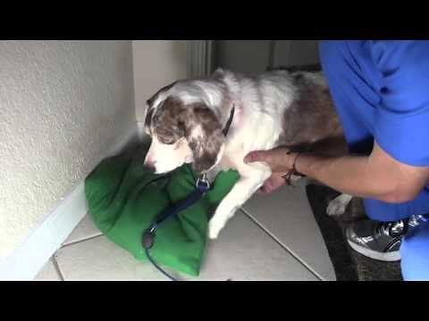 Part 3: HOW TO stop your Dog From Itching Scratching. Fungal Yeast Candida skin infection
