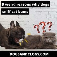 9 Weird Reasons Why Dogs Sniff Cat Bums