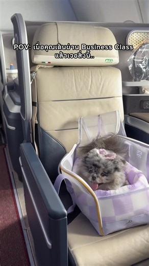 CoCo on Instagram: "รอฉันถูกหวยก่อนเถอะ พวกแก 😏😏😏 #coco🐶 #โค่จะไป #โคโค่นักท่องเที่ยว #cocoland #cowillgo"